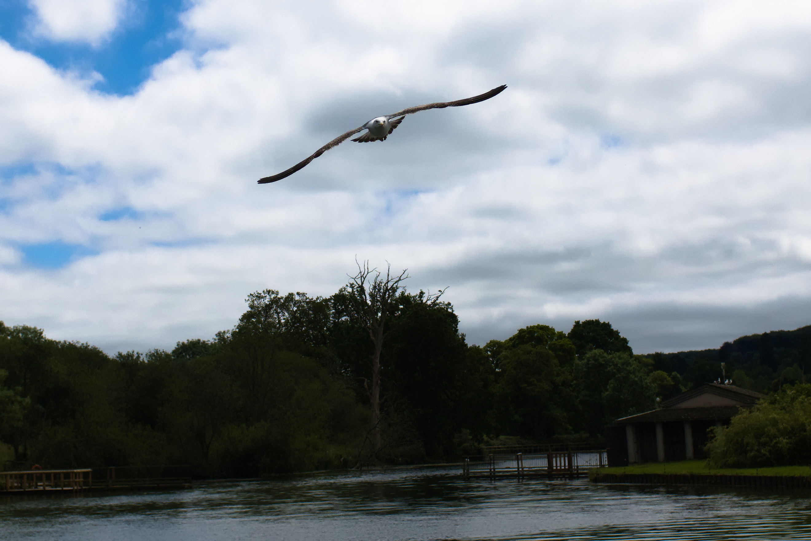 A seagull divebombing the camera