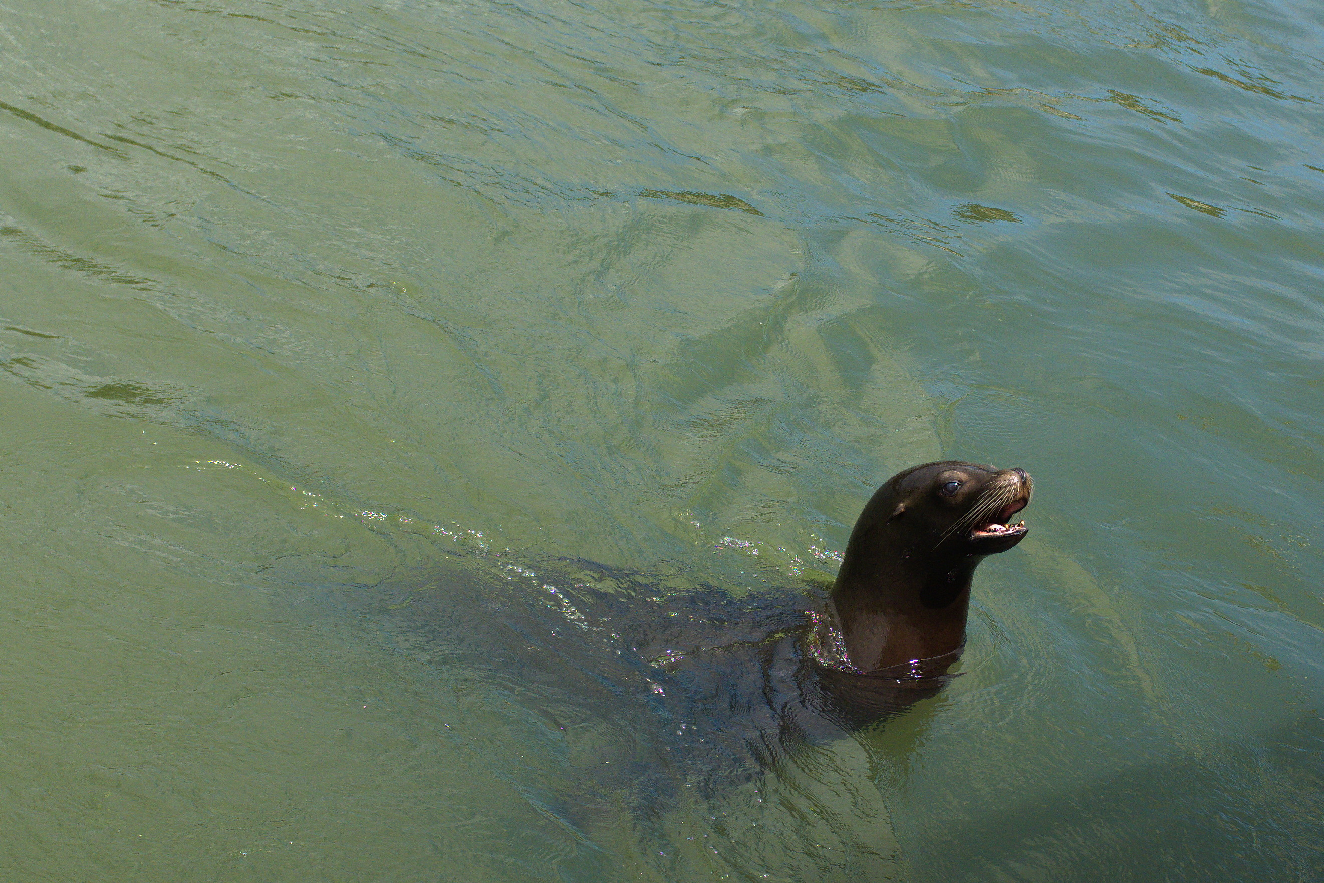 A sealion posing for a picture