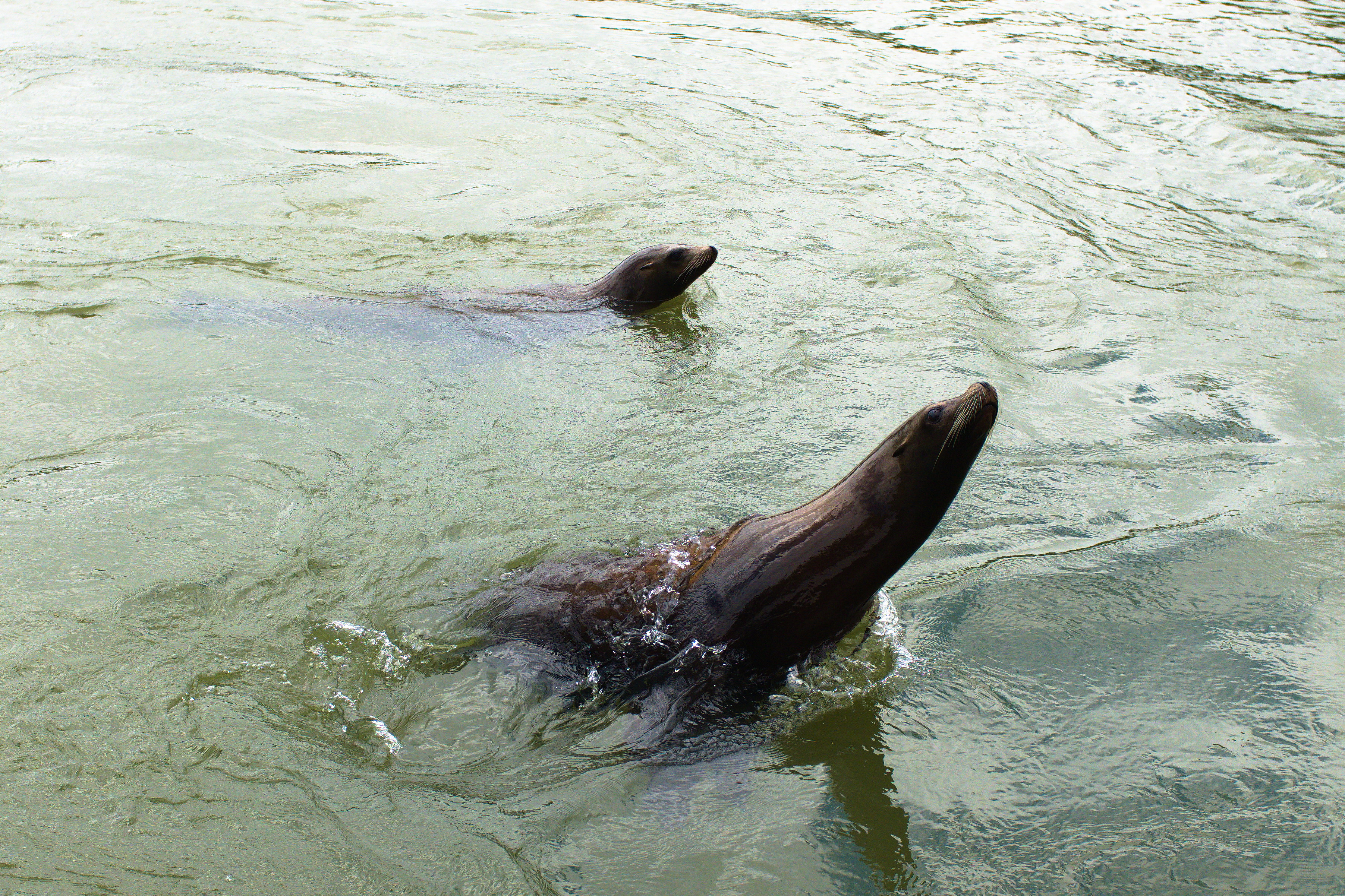 Two sealions vying for lunch!
