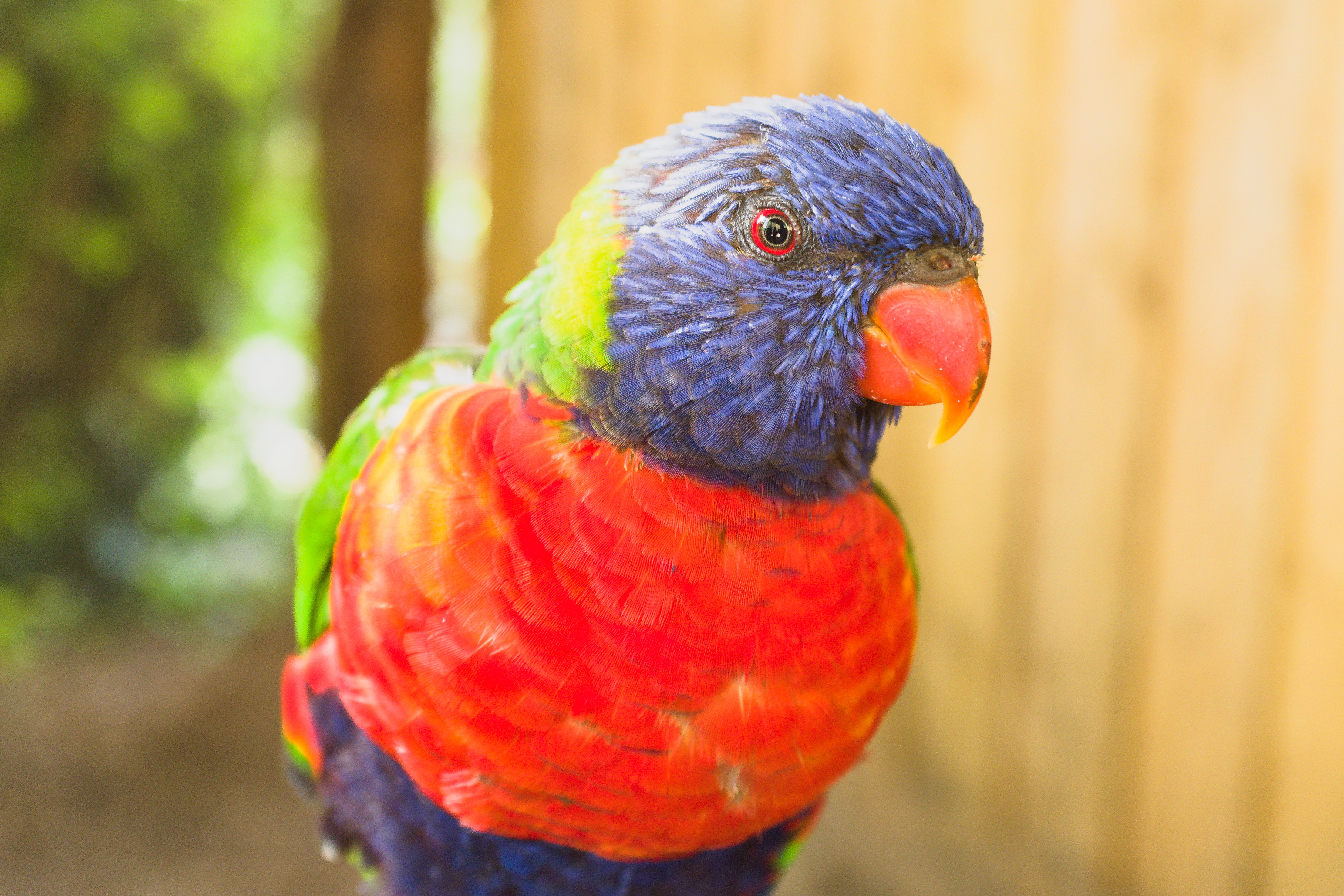 A lorikeet, these are possibly the most incredibly coloured birds. So vivid!