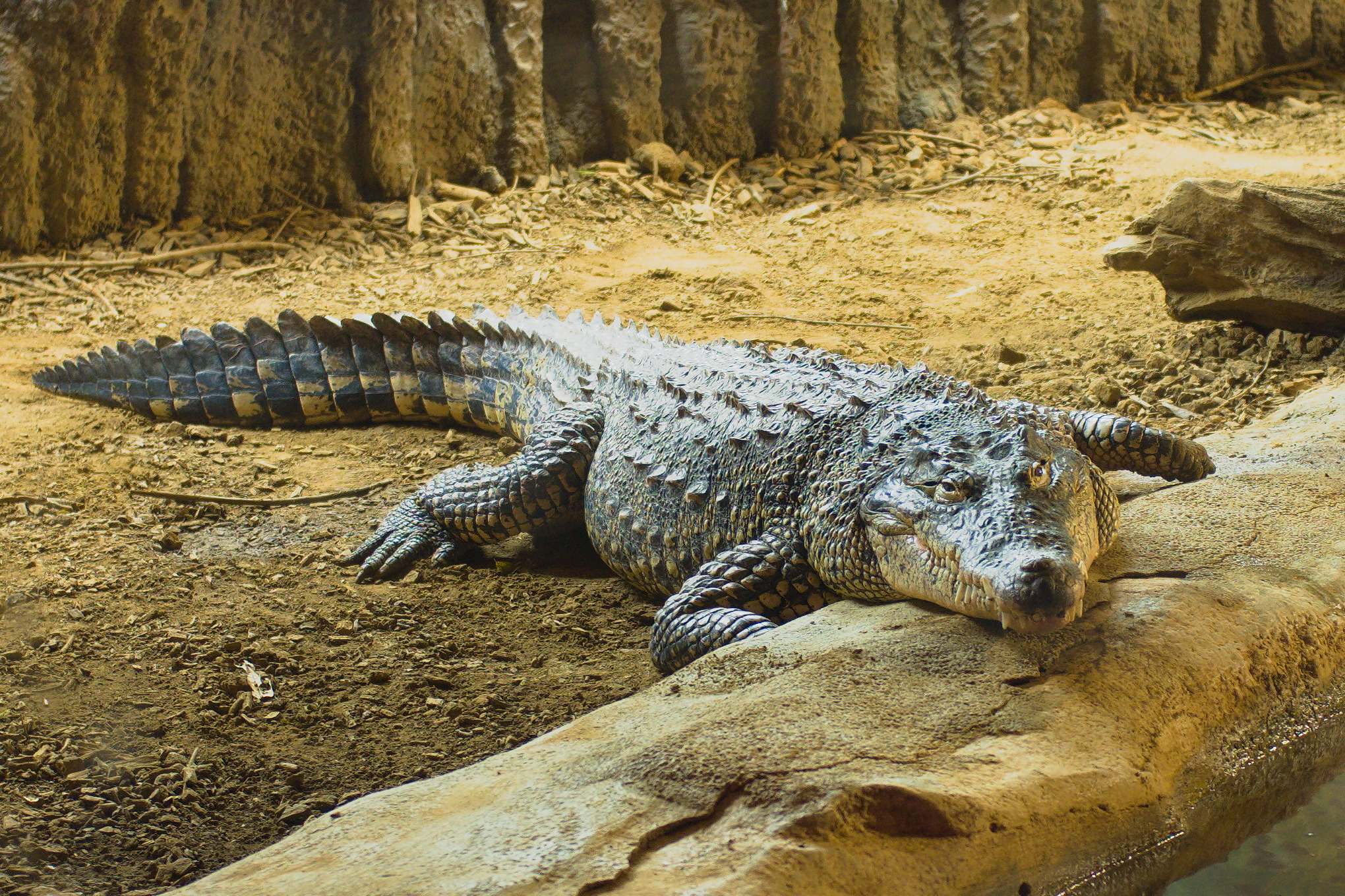 A crocodile at longleat, well I think it is, could equally be an alligator for all I know.