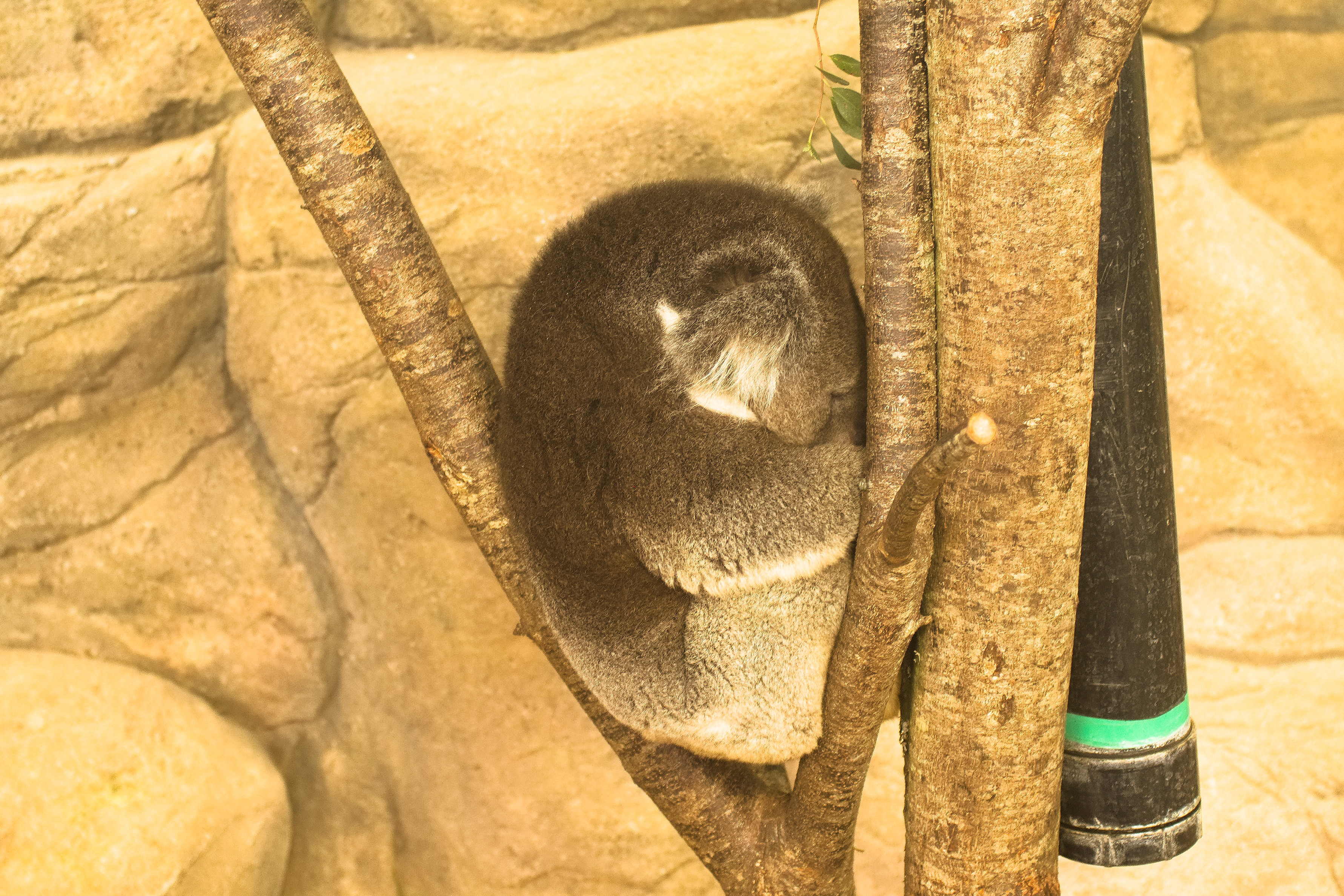 A sleepy wombat