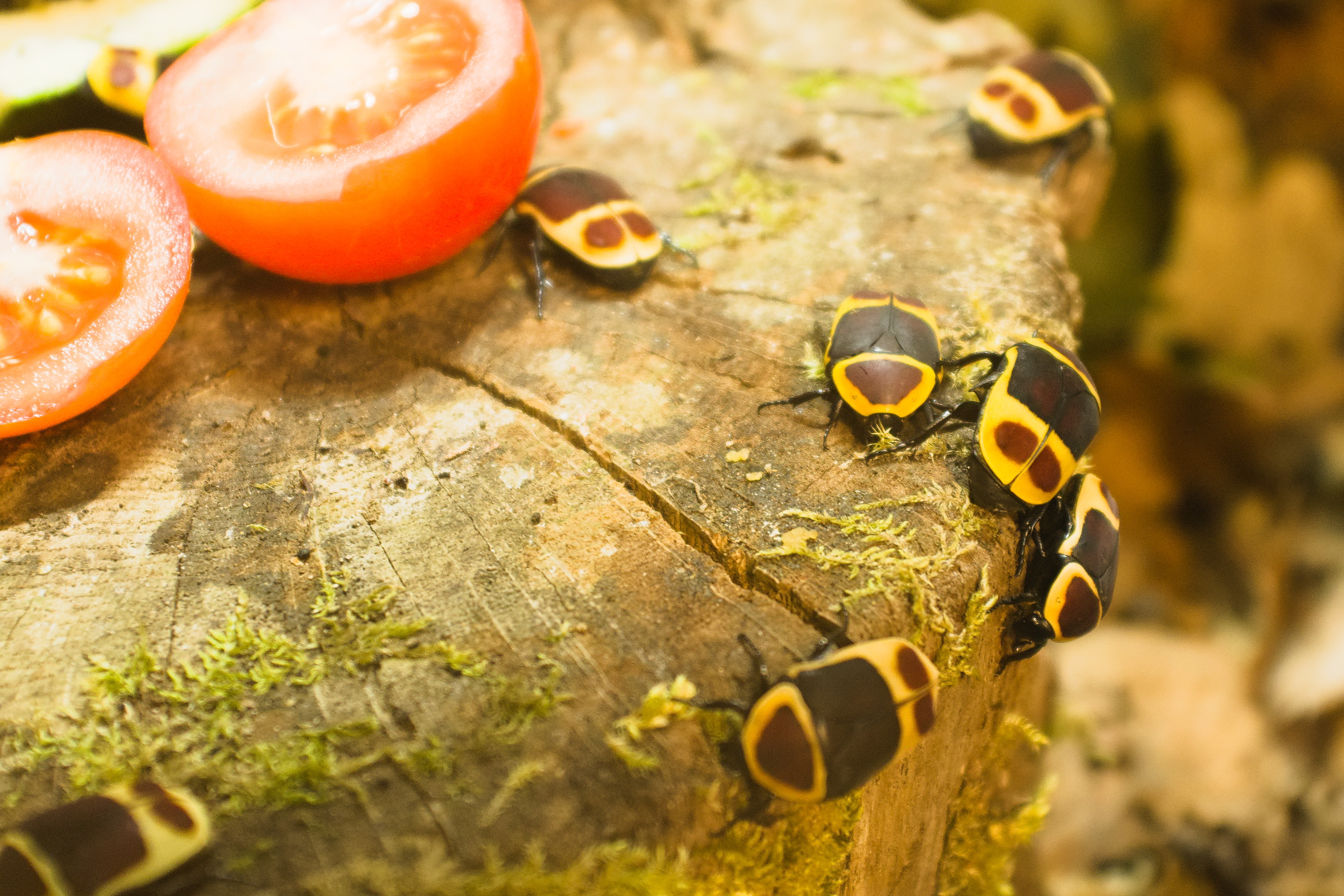 Sun beetles