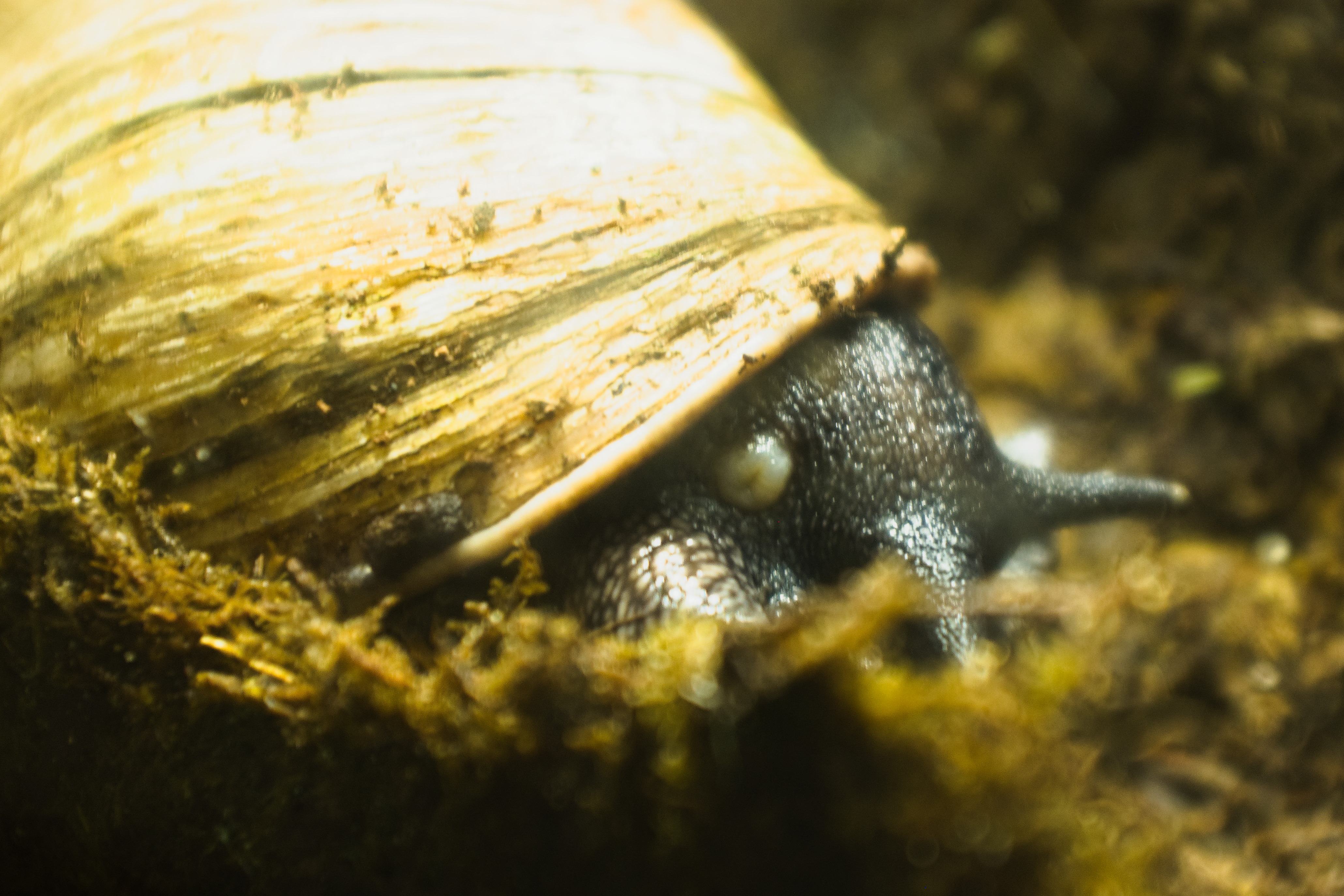 A giant snail