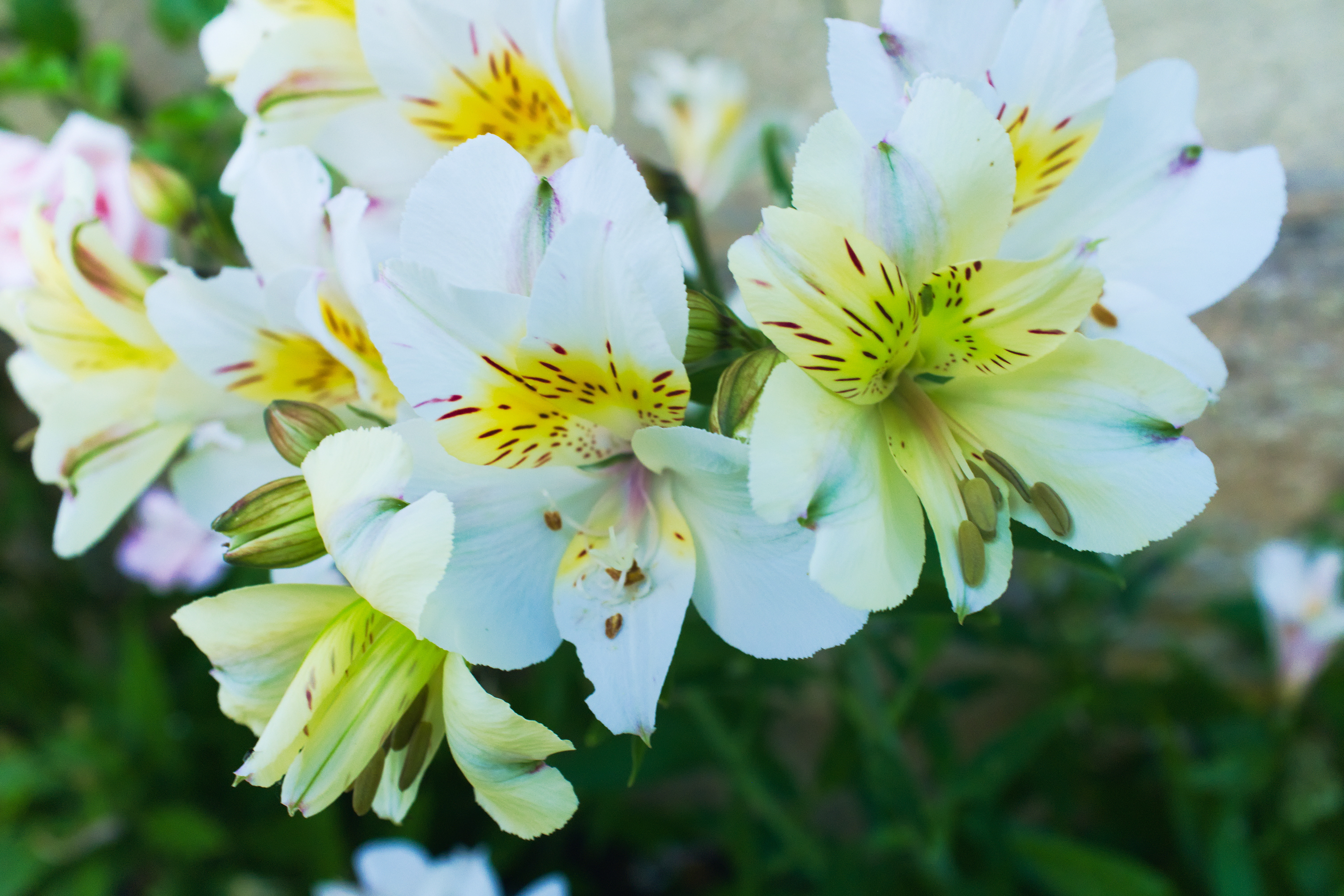 Macro shot of some Flowers